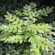 Mahonia aquifolium: Bild 5/7