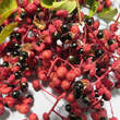 Zanthoxylum simulans perforatum: Bild 4/7