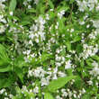 Deutzia gracilis: Bild 2/5