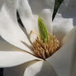 Magnolia denudata 'Double Diamond': Bild 2/5