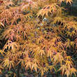 Acer palmatum 'Koto-no-ito': Bild 4/6