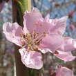 Prunus p. 'Tellerpfirsich Bianca': Bild 2/4