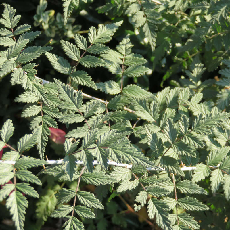 Tibetische Brombeere - Rubus thibetanus 'Silver Fern' - rosa
