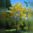 Gymnocladus dioica: Bild 12/12
