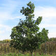 Quercus macranthera: Bild 5/5