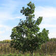 Quercus macranthera: Bild 5/5