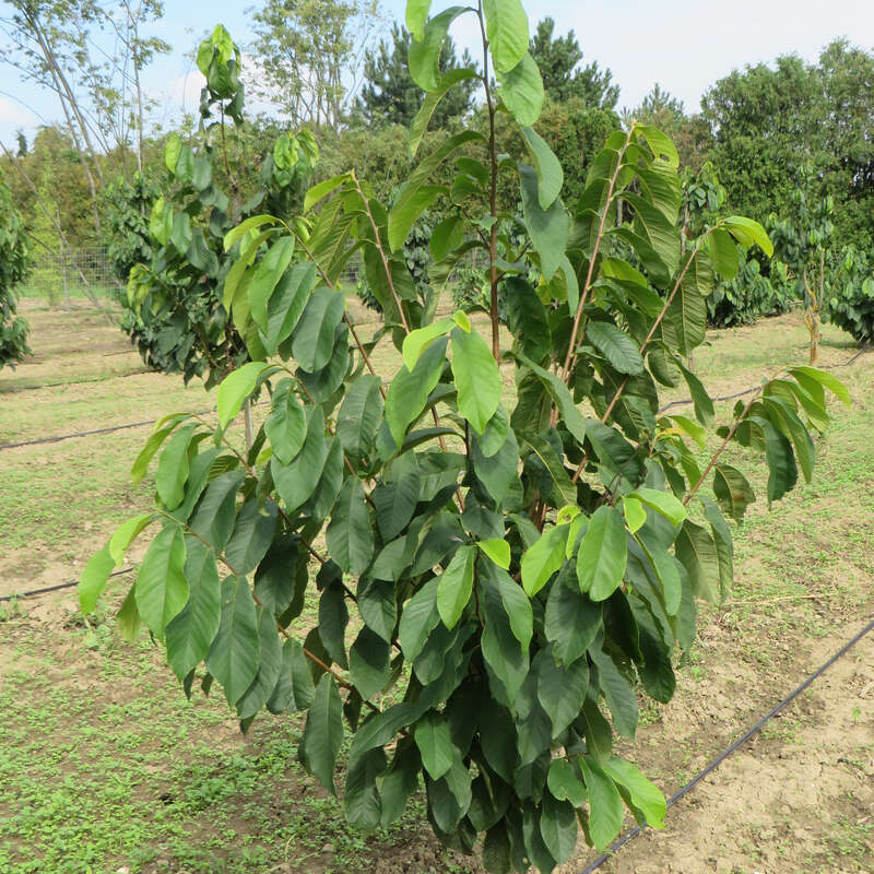 Indianerbanane Prima 1216 - Asimina Triloba Prima 1216