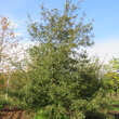 Quercus robur 'Pectinata': Bild 6/7