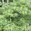 Acer palmatum 'Kagiri-nishiki': Bild 3/4