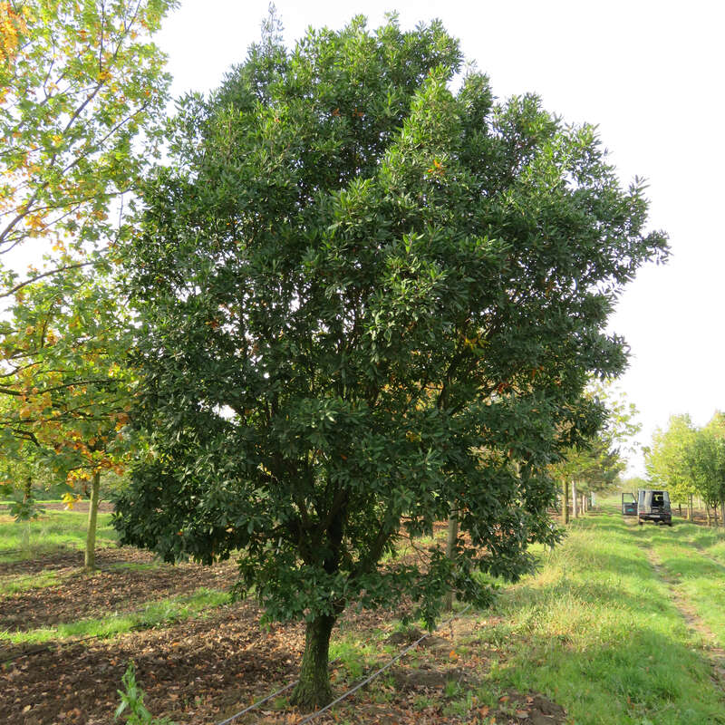 Immergrüne Eiche Quercus turneri 'Pseudoturneri'