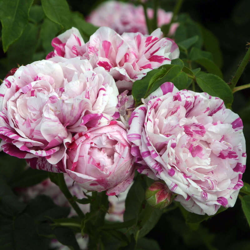 Historische Strauchrose - Rose 'Variegata di Bologna' - mehrfrbig