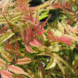 Sorbaria sorbifolia 'Sem': Bild 4/6
