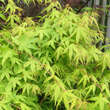 Acer palmatum 'Ueno Yama': Bild 2/3