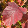 Crataegus coccinea: Bild 3/4