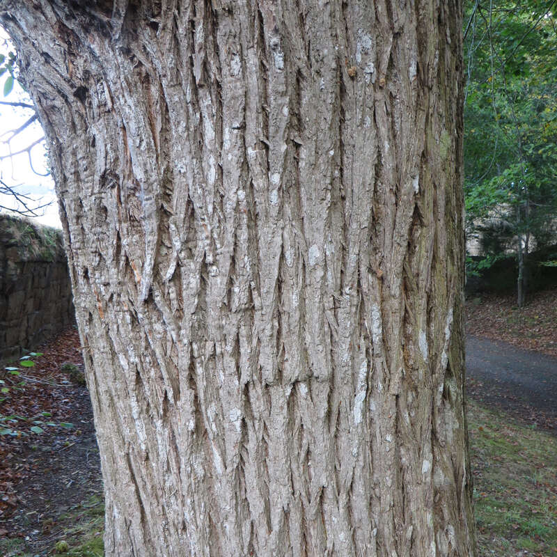 Edelkastanie, Maroni Castanea sativa grün