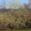 Salix caprea: Bild 2/5