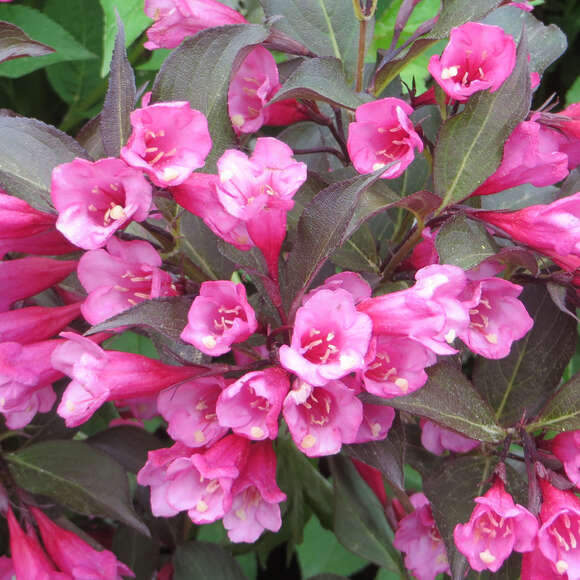 Rotblättrige Weigelie Weigela florida 'Alexandra' rosa