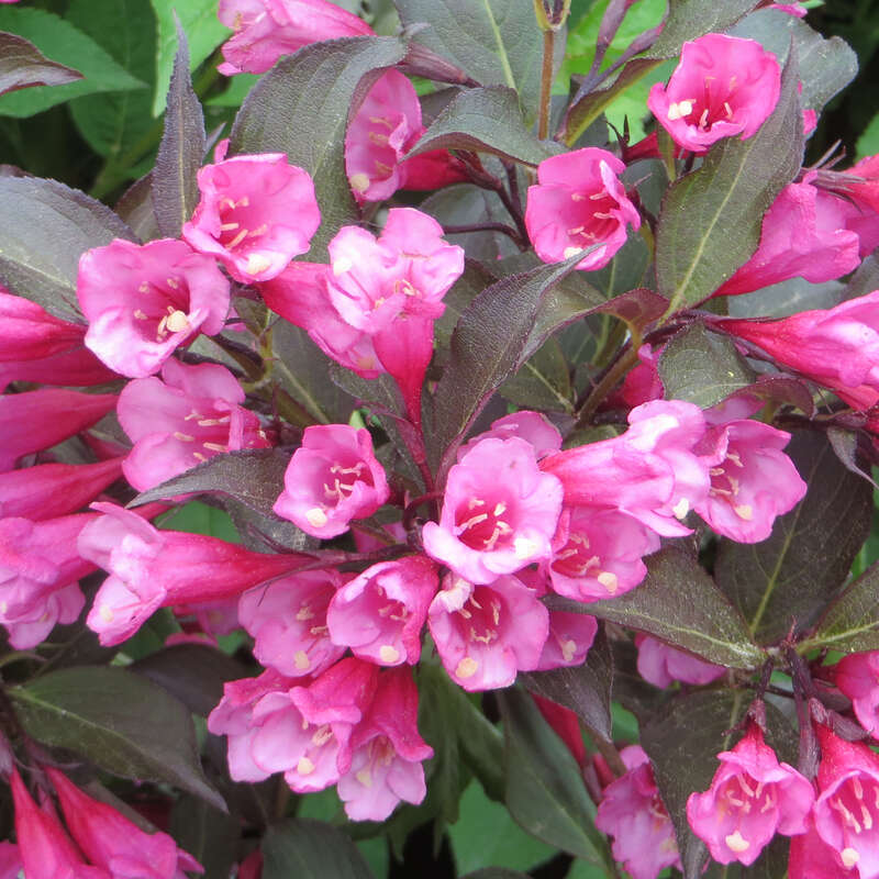 Rotblättrige Weigelie dkl.rosa Weigela 'Alexandra' rosa