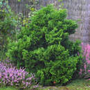 Chamaecyparis obtusa 'Nana Gracilis' - Zwerg-Muschelzypresse