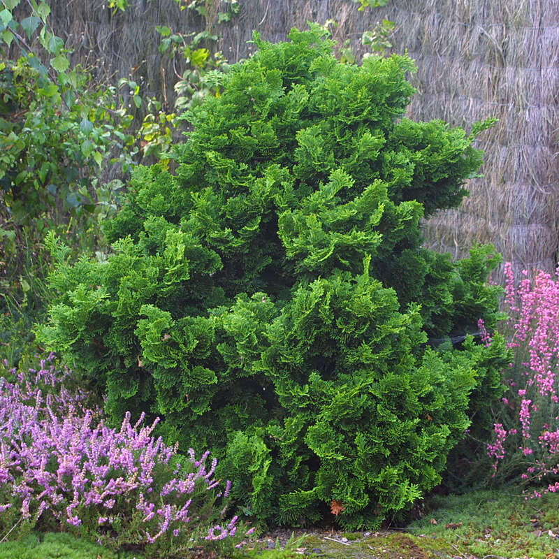 Muschelzypresse Nana Gracilis - Winterhart, Stamm 40-50cm