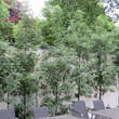 Malus trilobata: Bild 2/2