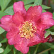 Paeonia delavayi: Bild 4/6