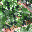 Vitis vinif. 'Muskat Blue': Bild 3/3