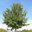 Pyrus calleryana 'Aristocrat': Bild 9/10