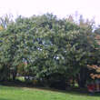 Castanea sativa Fruchtsorte: Bild 5/5