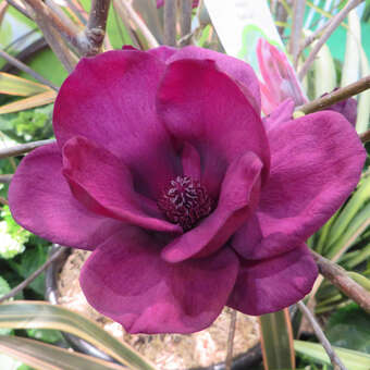 Magnolie - Magnolia 'Genie' - violett