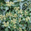Hedera helix 'Arborescens': Bild 3/5