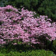 Cornus florida rubra: Bild 7/9