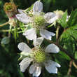 Rubus fruticosus 'Oregon Thornless': Bild 2/2