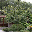Castanea sativa Fruchtsorte: Bild 4/5
