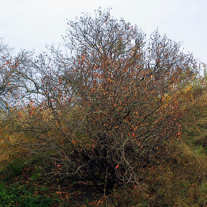 Wilde Mispel Asperl Mespilus Germanica wilde-mispel-asperl-mespilus-germanica