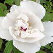 Paeonia suffruticosa weiß: Bild 3/3