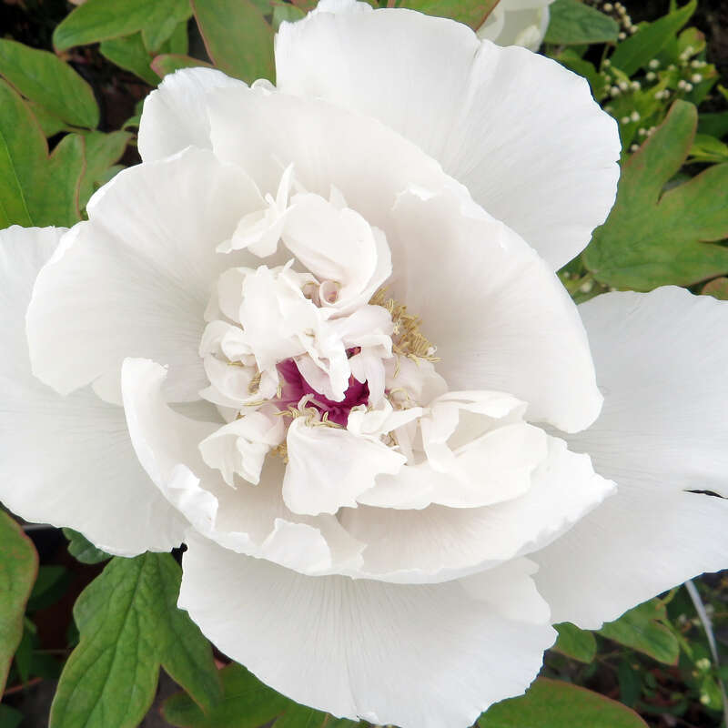StrauchPfingstrose Paeonia suffruticosa weiß weiß
