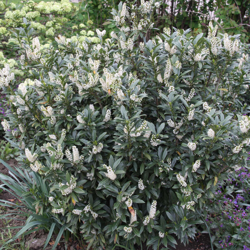 Kirschlorbeer - Prunus laurocerasus 'Gajo' in Baumschulqualitt aus  sterreich kaufen
