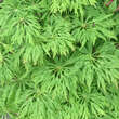 Acer japonicum 'Green Cascade': Bild 2/4