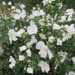 Hibiscus syriacus 'Diana': Bild 2/4