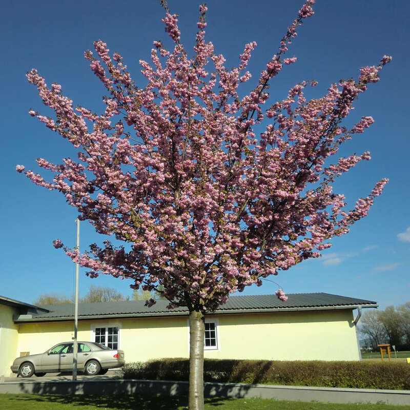 Blütenkirsche Prunus serrulata 'Kanzan' rosa