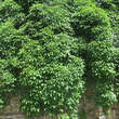 Parthenocissus quinquefolia: Bild 10/10