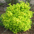 Philadelphus coronarius 'Aureus': Bild 6/7