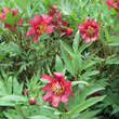 Paeonia delavayi: Bild 2/7