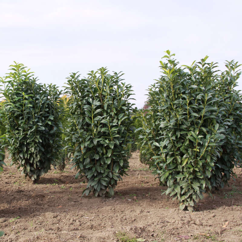 Kirschlorbeer - Prunus laurocerasus 'Genolier' in Baumschulqualitt aus  sterreich kaufen