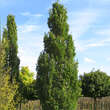 Quercus robur 'Fastigiata': Bild 4/4