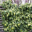Hedera colchica 'Sulphur Heart': Bild 3/4