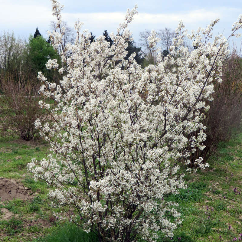 KupferFelsenbirne Amelanchier lamarckii weiß
