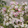 Weigela 'Kosteriana Variegata': Bild 3/5