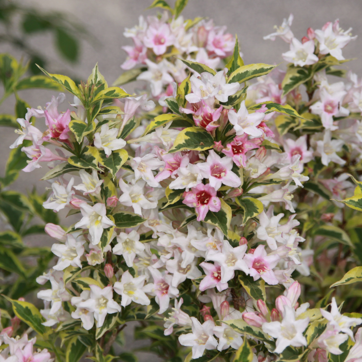 Buntlaubige Weigelie Weigela 'Kosteriana Variegata' rosa